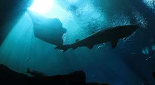 Híbrido de tubarão e arraia em aquário dos EUA é desmentido