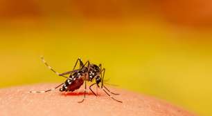 Empresa britânica aposta em mosquitos transgênicos para combater dengue no Brasil