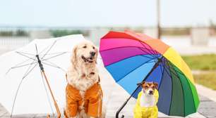 10 cuidados ao passear com o cachorro em dias de chuva