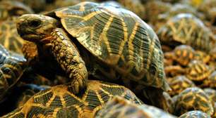 Venda ilegal de espécie indiana de tartaruga está causando perda de habitat e mistura genética