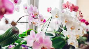 2 SEGREDOS para o Florescimento de Orquídeas o ANO TODO com Fertilização Orgânica