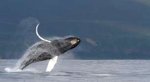 O mistério do canto das baleias desvendado por cientistas