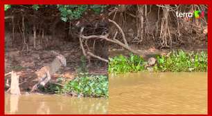 Onça é flagrada caçando jacaré no Pantanal, e vídeo viraliza nas redes sociais