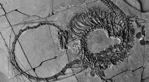 Fóssil revela 'dragão' de 240 milhões de anos