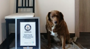 Bobi perde título de cachorro mais velho do mundo; entenda