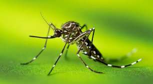 Cidades do Sul Fluminense concentram maior incidência de dengue no estado