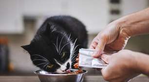 10 benefícios dos alimentos úmidos para os gatos