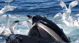 Ciência descobre como baleias cantam e como as atrapalhamos nisso