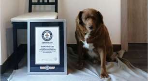 Bobi perde Guinness de 'cão mais velho do mundo'; entenda