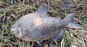 Peixe amazônico é encontrado em lago da Irlanda e intriga cientistas