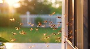 Combate à dengue: 9 dicas de manutenção da casa para eliminar o mosquito!