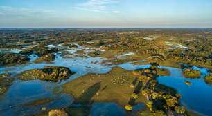 Pantanal: fauna, flora e característica deste bioma brasileiro