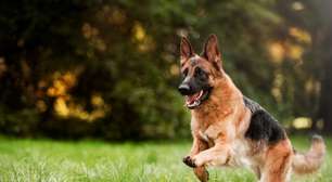 8 curiosidades sobre o cachorro pastor alemão