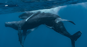 Dois machos de baleia-jubarte são flagrados fazendo sexo