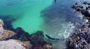 Vídeo: pescadores resgatam baleia presa em pedras em Arraial do Cabo