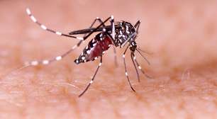 Dengue: veja dicas para afastar o mosquito da sua casa