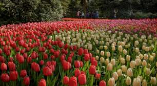 Keukenhof: como visitar os jardins das tulipas na Holandabonus sportingbet2024