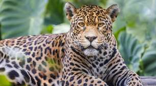 Animais em extinção no Brasil e no mundo