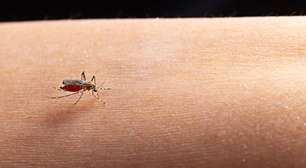 Surto de dengue: saiba quais são os sintomas e como evitar a doença
