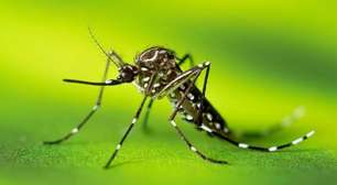 Dia D: entenda as medidas do Ministério da Saúde contra a dengue neste sábado
