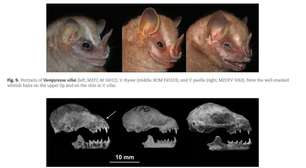 Nova espécie de morcego minúsculo pesa 8 g e mede 5 cm