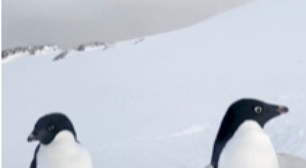 Por que não existem pinguins no Polo Norte?