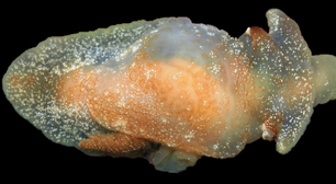 Nova espécie de lesma-do-mar é transparente e brilhante