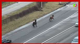 Cavalos escapam de estábulo e são flagrados no meio de rodovia movimentada nos EUA