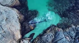 Pescadores e turistas salvam baleia na costa do Rio; assista ao resgate