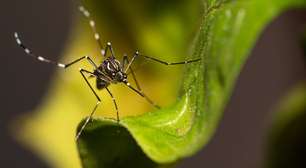Além do Brasil, países da América Latina vivem surto de dengue