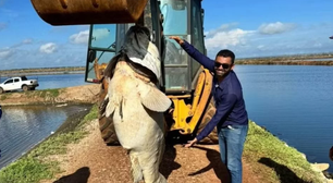 Peixe gigante ameaçado de extinção é encontrado morto em fazenda de camarão no RN