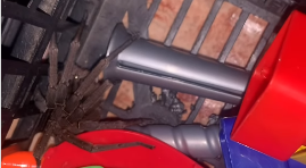 Menino de 3 anos é picado por uma das aranhas mais venenosas do mundo; mãe faz alerta