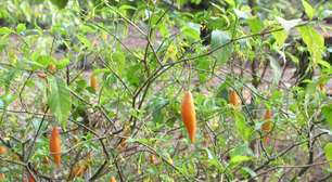 Psicodélico que pode causar parada cardíaca é testado para combater vícios