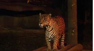 "Noite Animal"! Tradicional passeio noturno no Zoológico de São Paulo acontece agora em março!