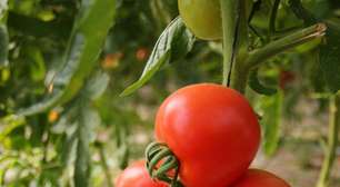 Como plantar tomate em casa