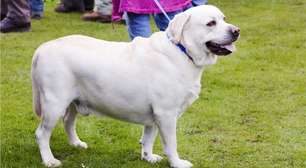 A pista genética que explica por que cães labradores têm tendência a engordar