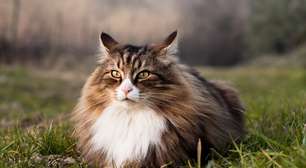 4 características do gato da raça norueguês da floresta