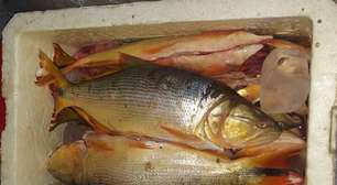 Dupla é detida com 50 kg de peixes, incluindo espécies em extinção, na BR-287