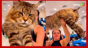 Gato brasileiro concorre ao título de maior do mundo no Guinness Book