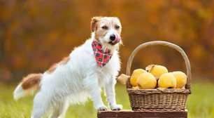 Cachorro pode comer fruta? Saiba quais são as 11 proibidas