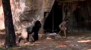 Tratadores são perseguidos por gorilas em zoológico nos EUA; assista