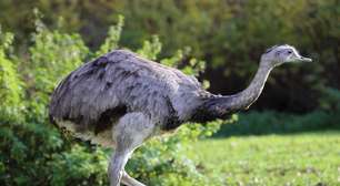 Qual é a diferença entre ema e avestruz?