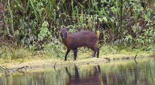 A nova espécie de mamífero descoberta por cientistas no Peru