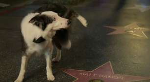 Cachorro Messi faz xixi na estrela da Calçada da Fama de Matt Damon e viraliza na web