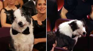 Cachorro Messi rouba a cena no Oscar e vira sucesso na web