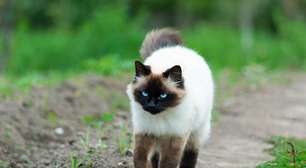 4 características do gato da raça himalaio