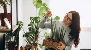 5 dicas para cuidar das plantas no outono