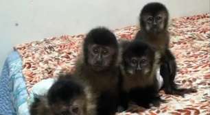 RJ: bombeiro suspeito de vender mais de 120 macacos é preso em operação da PF