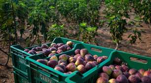 Fruit Attraction São Paulo: Feira gera oportunidade para fruticultura paulista ganhar visibilidade mundial