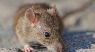 Ratos ficam 'chapados' com droga apreendida pela polícia dos Estados Unidos; entenda